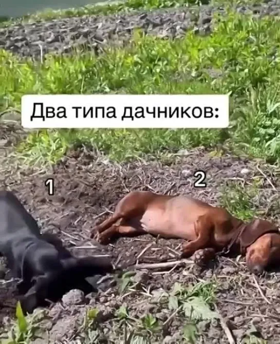 Есть 2 типа дачников 😅