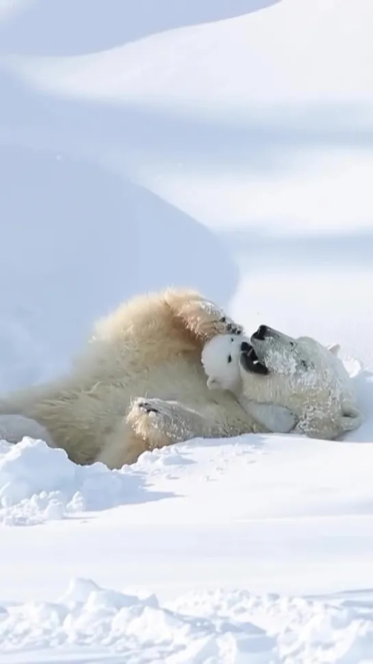 Милоты вам в ленту ❤