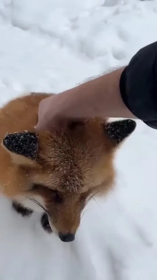 Лисичка кокетничает 😊