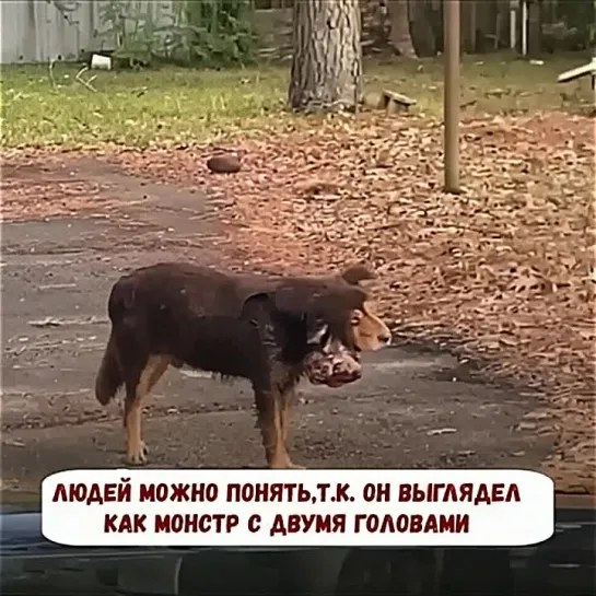 Он был такой несчастный. 😢