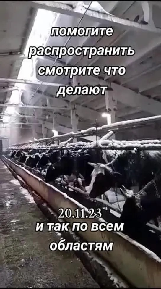 Видео от Свободные люди