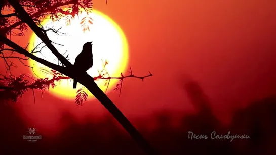 Как красиво поет Соловей на закате дня слушать 🐦Чарующие звуки природы для души