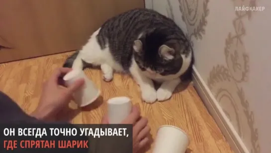 Кот, который всегда угадывает, где шарик