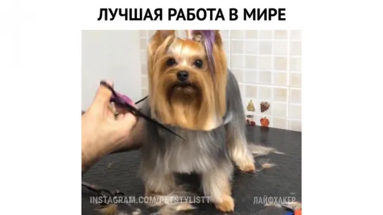 Лучшая работа в мире!