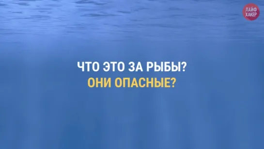 Быстрый личностный тест. А у тебя совпали результаты?