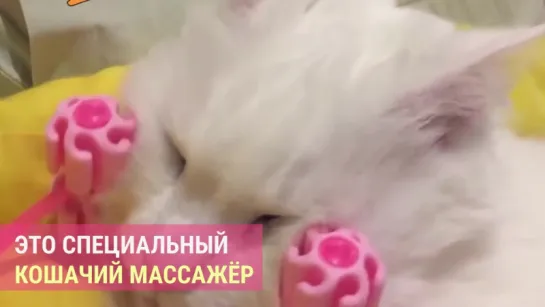 Массажёр, который создан специально для кошек.