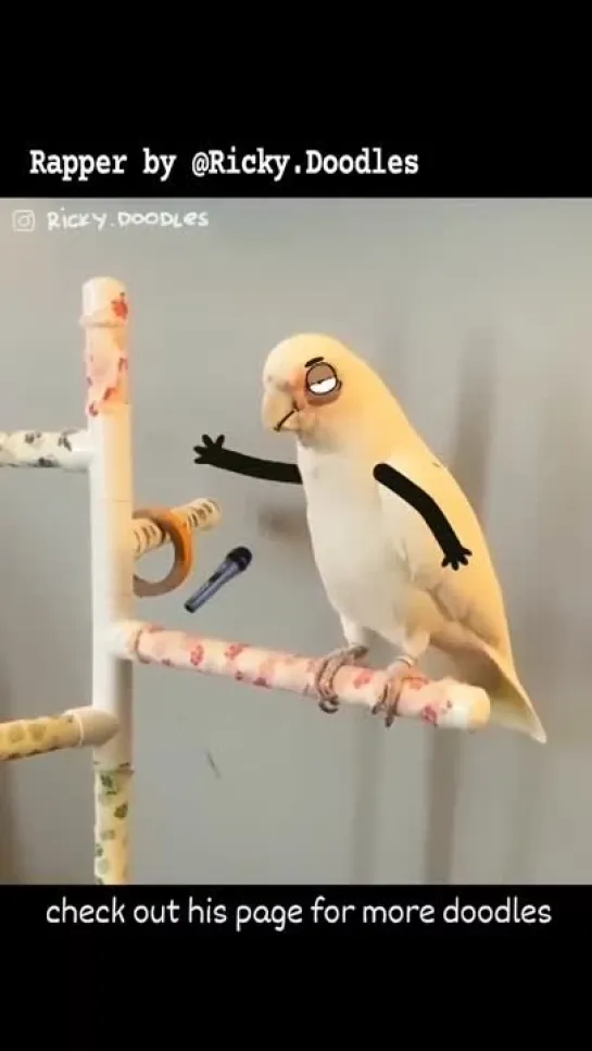 PARROT RAP