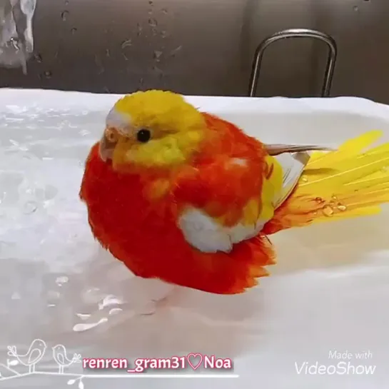 bORB