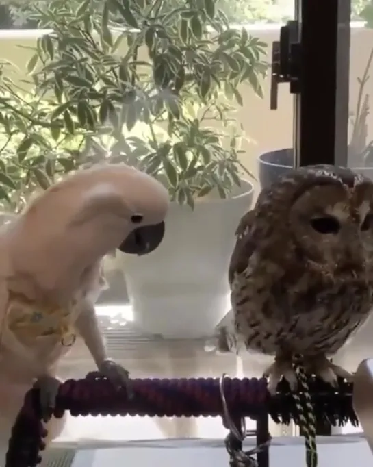 owl taste