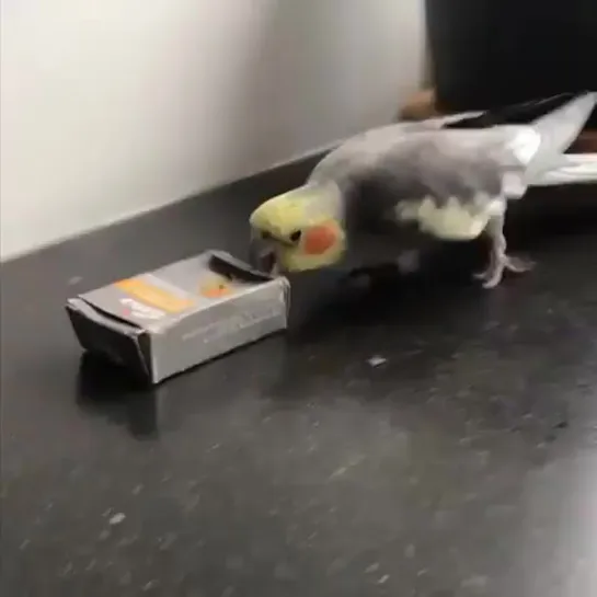 DESTROY BIRB