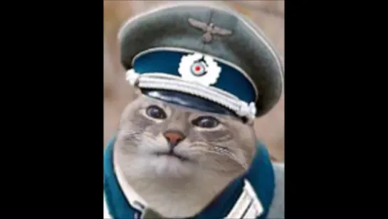 nazi cat