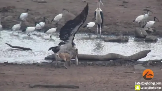 Jackal Kills Stork in an Epic Battle