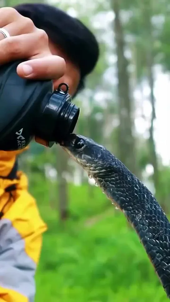 🐍 Опасность ничто, жажда всё