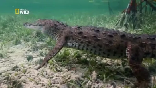 Секретный кубинский риф / Cuba's Secret Reef (2015)