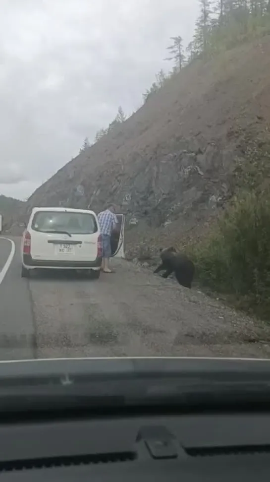 В Хабаровском крае смельчак решил покормить медведя на трассе.