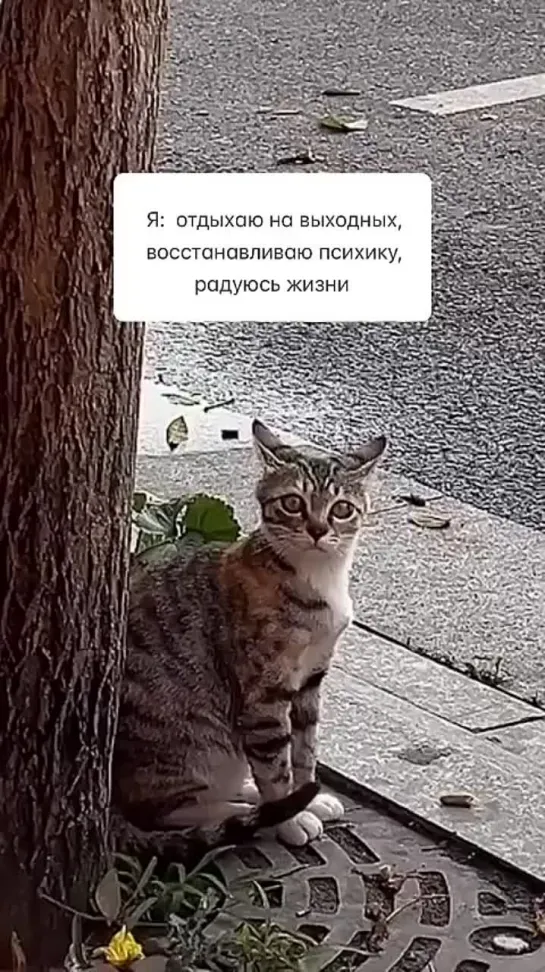 Рабочие чаты