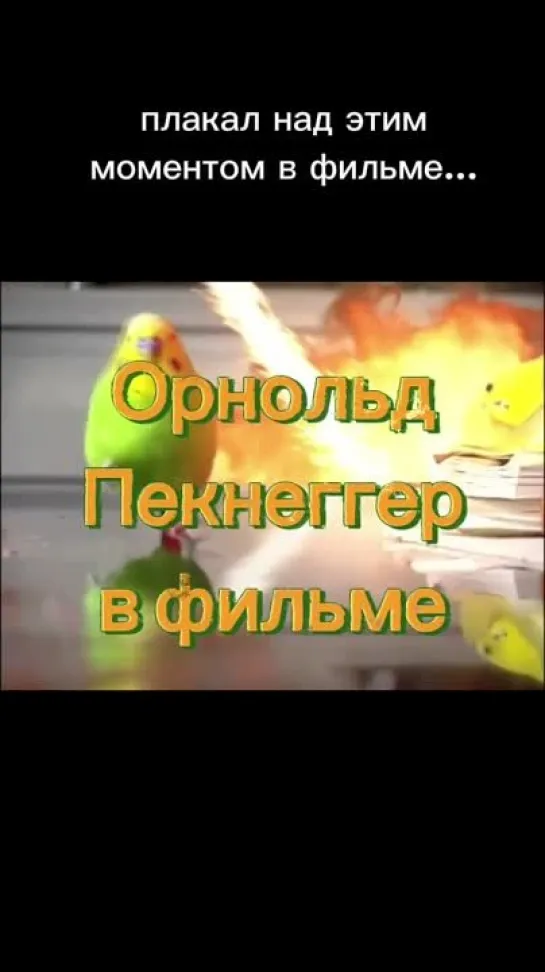 Video by Пикабу Видео