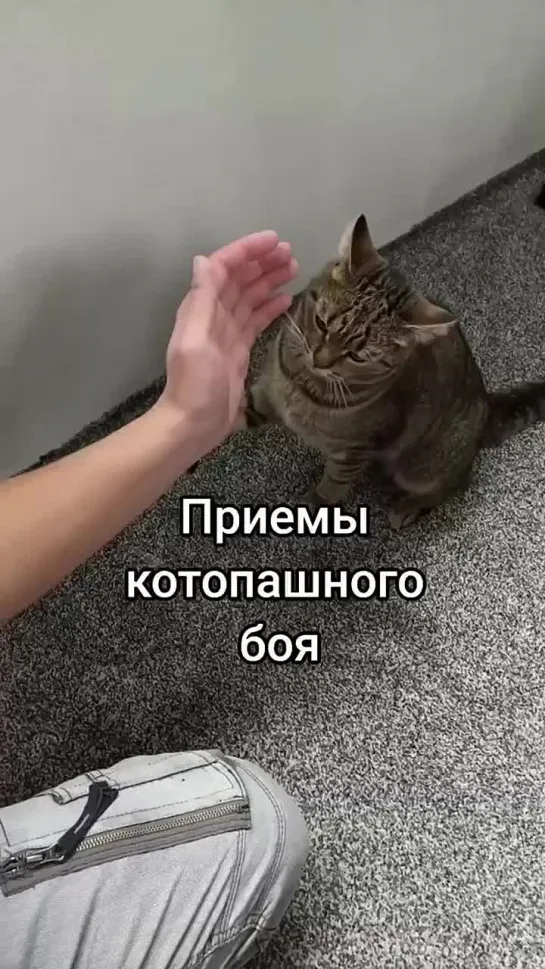 Котопашка⁠⁠