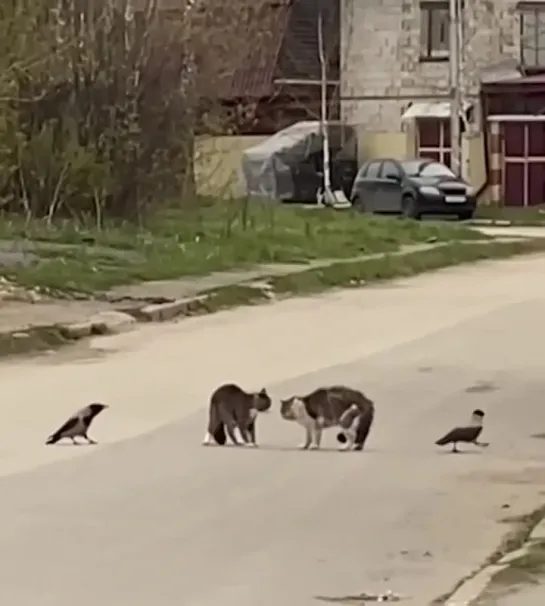 В Перми два суровых кота устроили дуэль