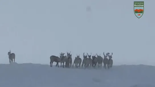 Большое стадо диких оленей в Вишерском заповеднике