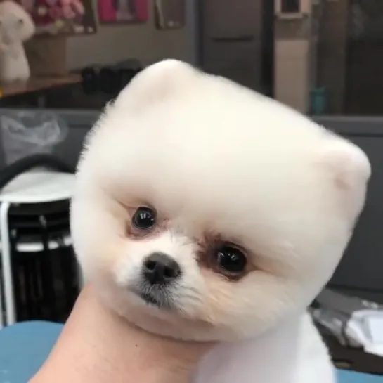 GifsMix video dog