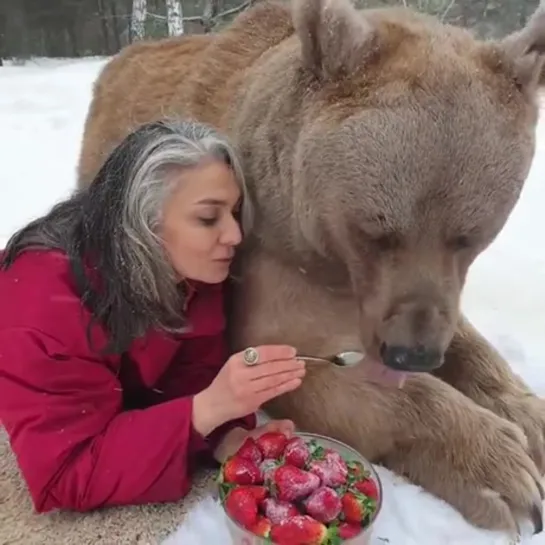 Этот медведь явно любит клубничку