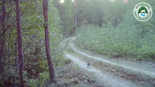 Зайчонок на прогулке