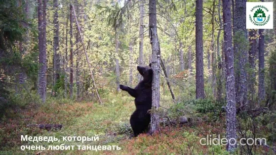 Танцующий медведь в заповеднике "Костомукшский"