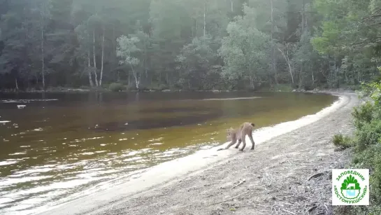 РЫСЬ ИГРАЕТ С КЛУБКОМ ВОДОРОСЛЕЙ