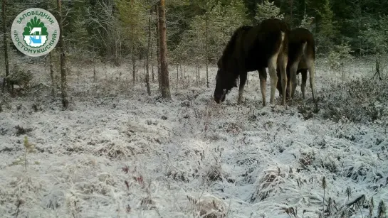 ЛОСИ В ЗАПОВЕДНИКЕ