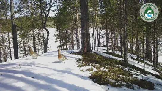 В краю непуганых птиц