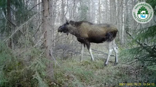 ЛОСИХА ХРУМКАЕТ