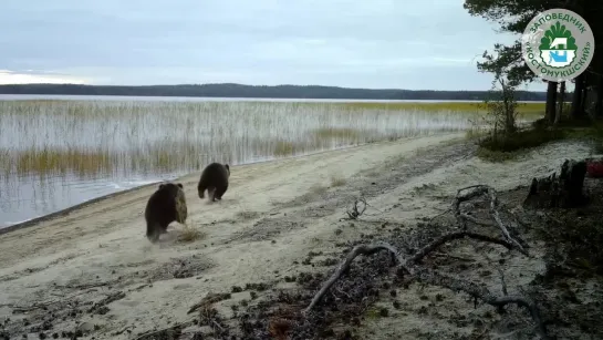 НАПЕРЕГОНКИ