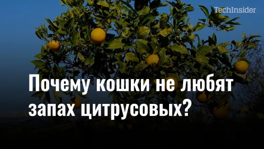 Почему кошки не любят запах цитрусовых?