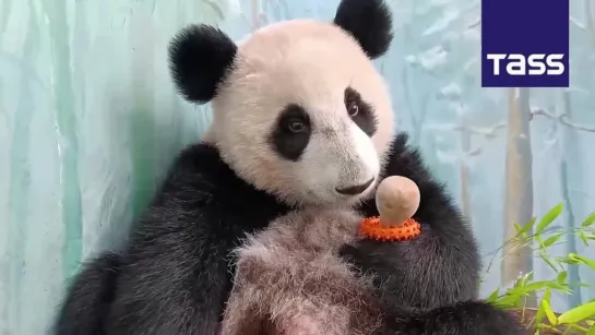 Fitness noob Katyusha, the first giant panda born in Russia, trades bamboo for a dumbbell as she squeezes out some reps