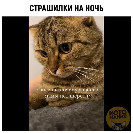 Котомания