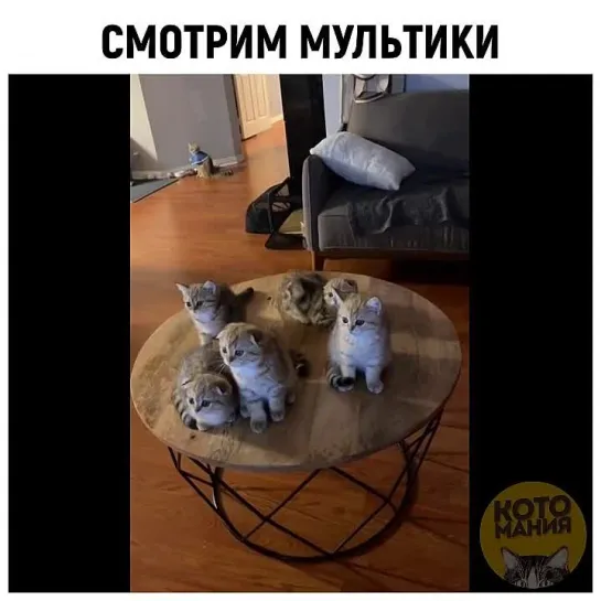 Котомания