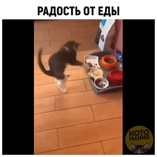 Котомания