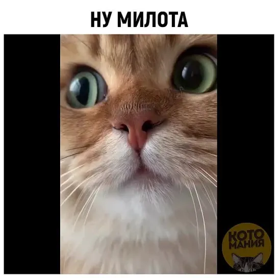 Котомания