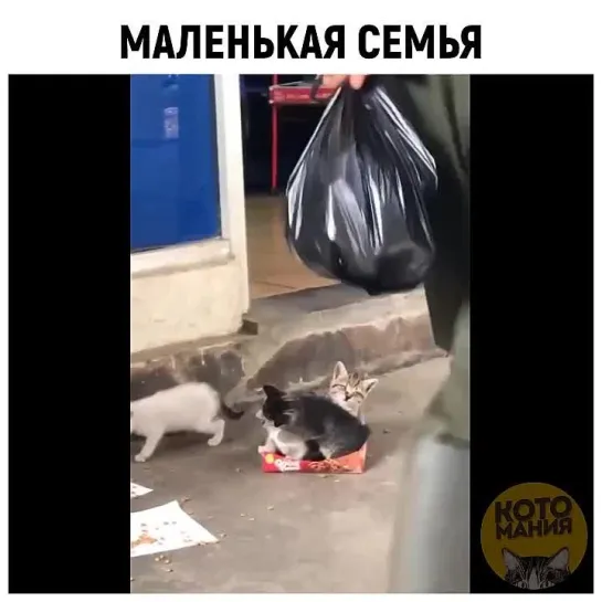 Котомания