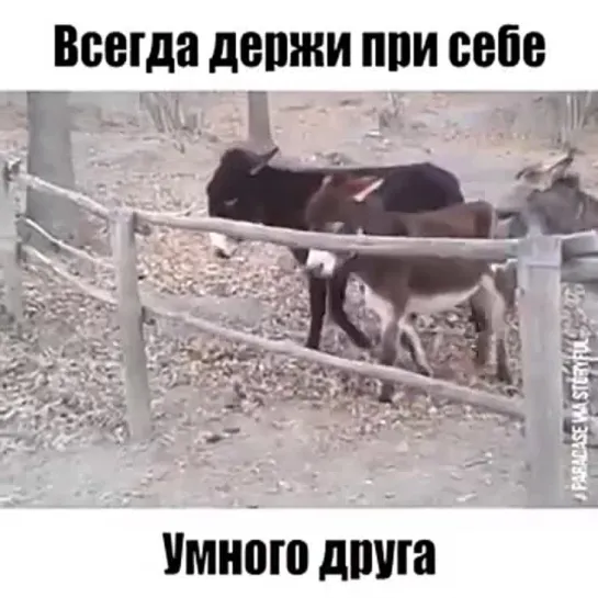 лучше БАБЫ нет!