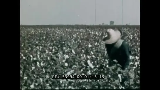 1950s COTTON INDUSTRY  COTTON HARVESTING IN SOUTHERN USA 53994 (1)