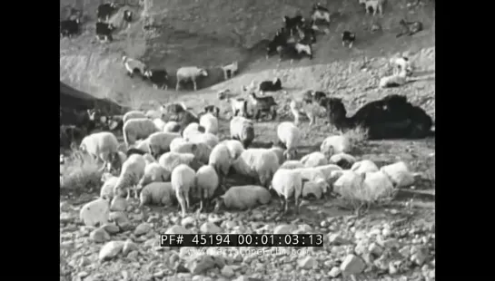 DESERT ARABS 1940s BEDOUINS  CARAVANS DOCUMENTARY FILM 45194