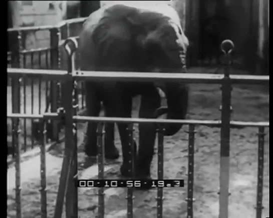 Roma. Elefanti e leoni al giardino zoologico