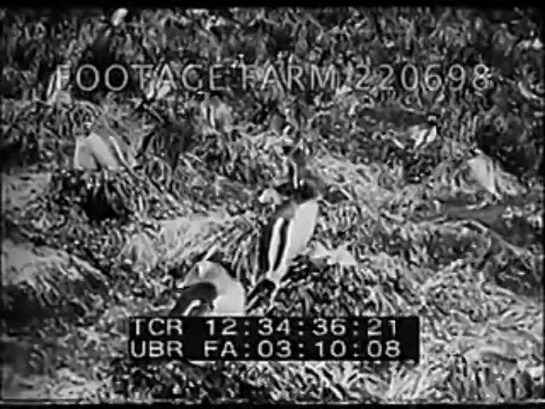 Shackletons Last Antarctic Expedition Reel1 220698-03.mp4 _ Footage Farm [T8wZp9jAbQM].mp4