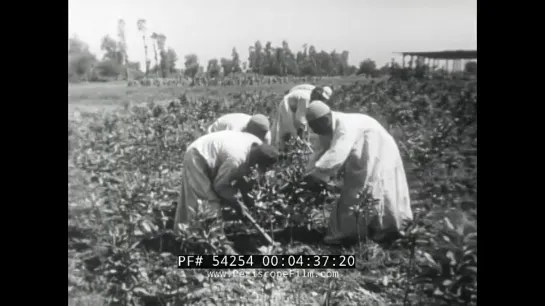 1960s SOVIET FILM EGYPT OUR ARAB ALLY NASSER ERA Part 1 of 2 SUEZ CANAL  CAIRO