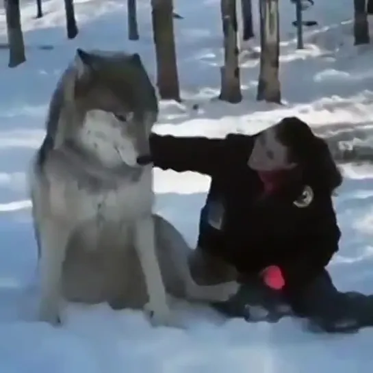 Серый Волк.