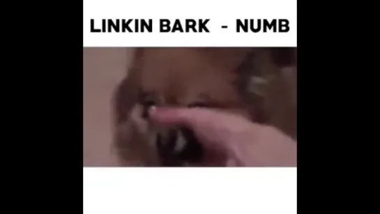 Linkin Bark - Numb