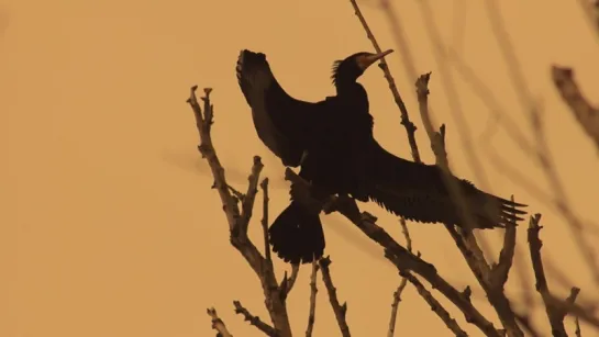 Cormorants in Pamvotis Lake ( music_ Shigeru Umebayashi )