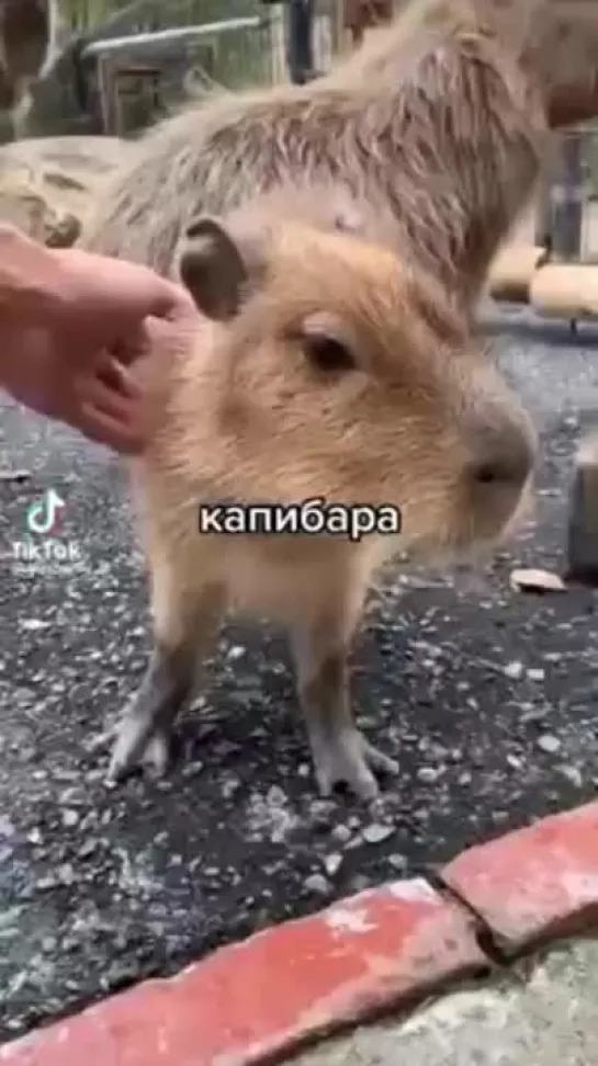 kapybara